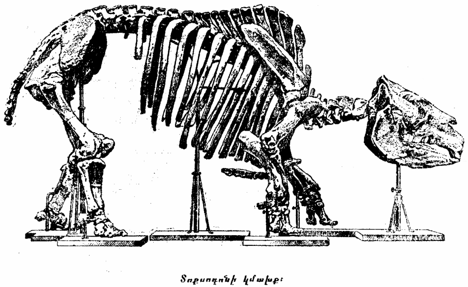 Дарвин южная америка. Toxodon darwinii. Токсодон скелет. Экспедиционный материал Дарвина. Путешествие Дарвина скелеты.