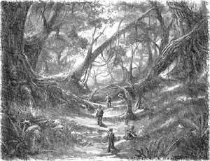 The old forest.jpg