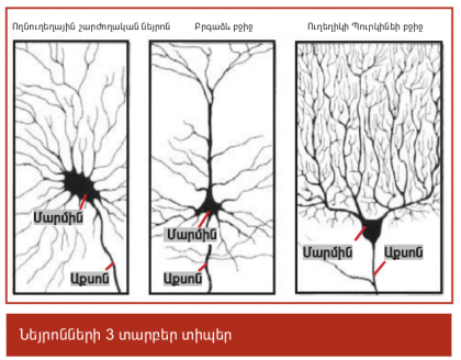 Neuro2-1.png